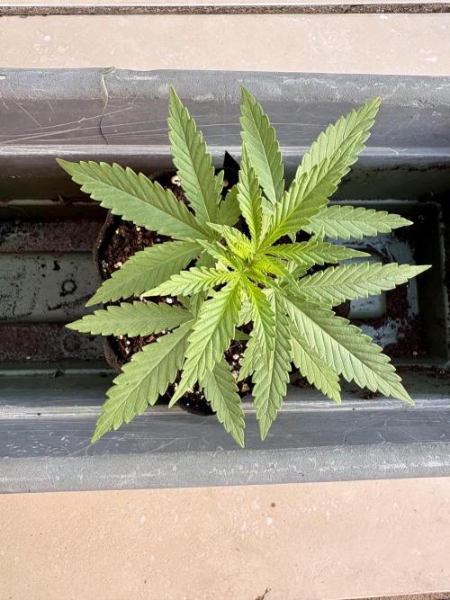 Sensi Skunk. Week 1