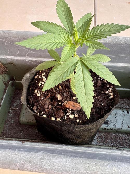 Blue Skunk - 4/12/26. Week 2