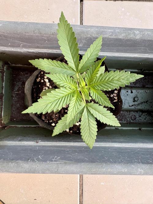 Blue Skunk - 4/12/26. Week 2