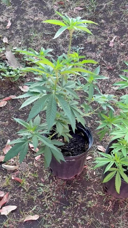Panama Red - 2/22/26