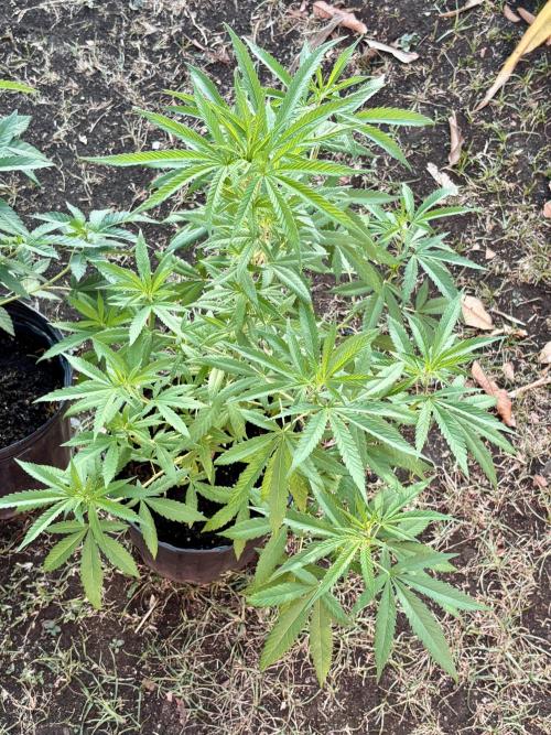 Panama Red - 2/22/26. Week 8