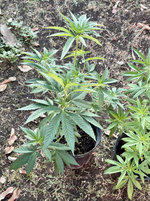 Panama Red - 2/22/26. Week 8