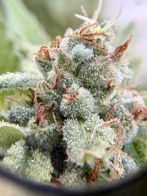 Blue Skunk - 12/29/25. Week 17