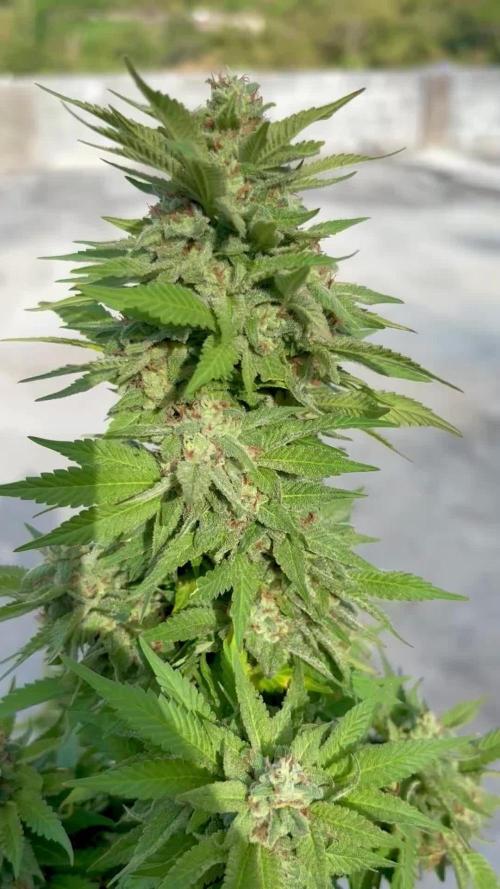 Blue Skunk - 12/29/25
