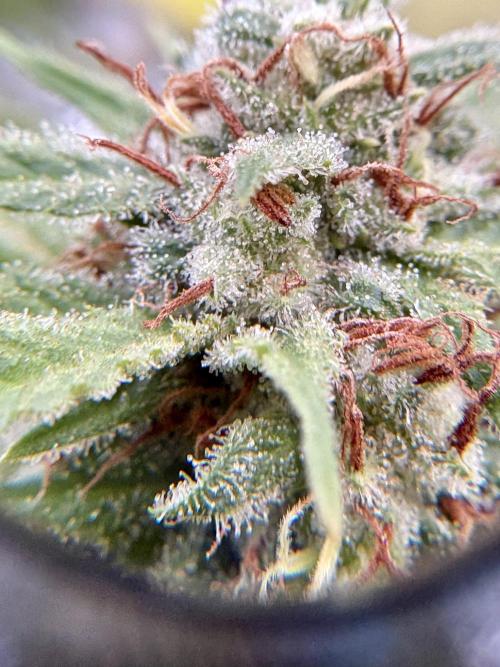 Thai - 1/5/26. Week 16