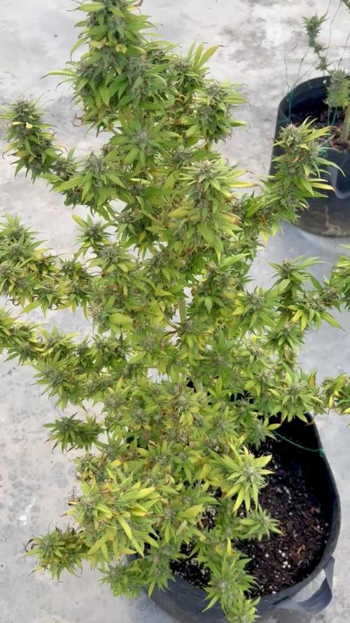 Thai - 1/5/26