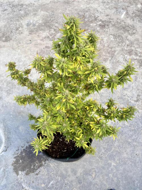 Thai - 1/5/26. Week 16