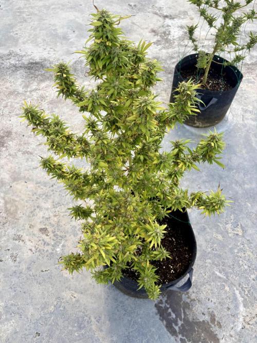 Thai - 1/5/26. Week 16