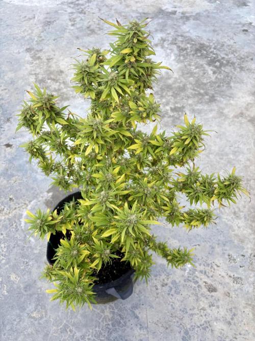 Thai. Week 16