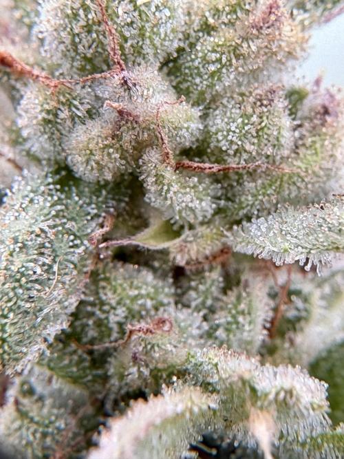 OG Kush - 1/4/26. Week 16