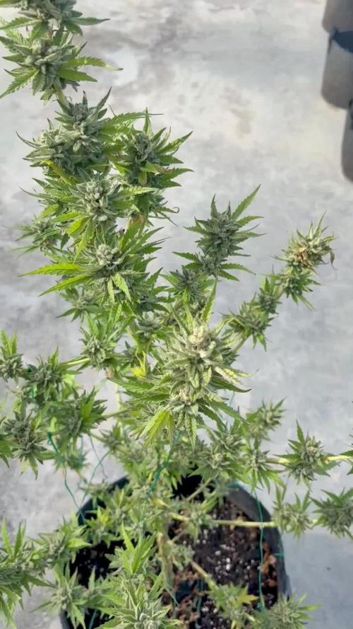 OG Kush - 1/4/26