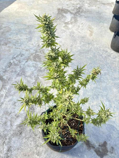 OG Kush - 1/4/26. Week 16