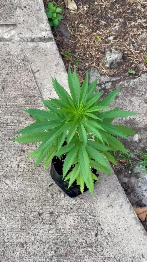 Skunk #1 - 4/20/26