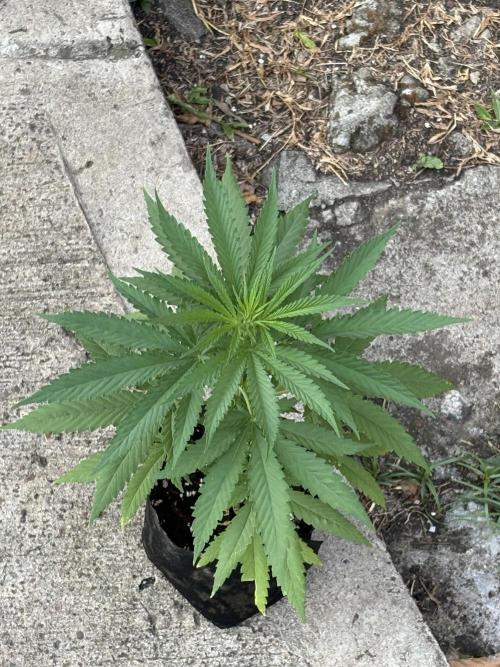 Skunk #1 - 4/20/26. Week 2