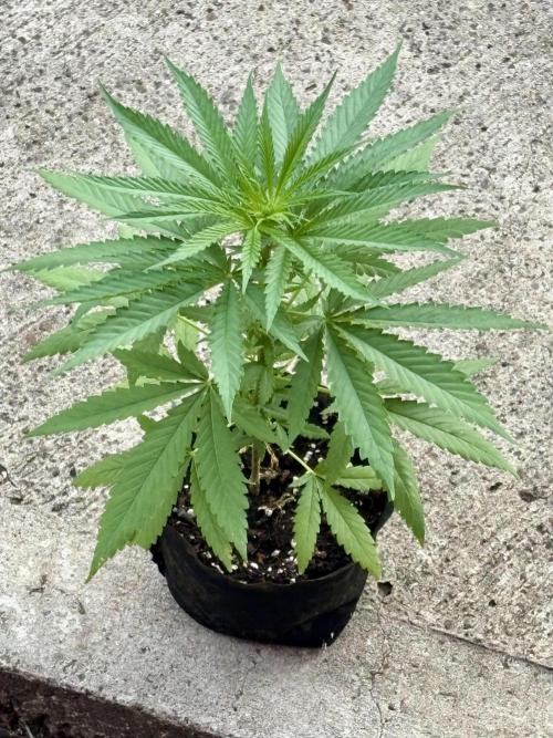 Skunk #1 - 4/20/26. Week 2