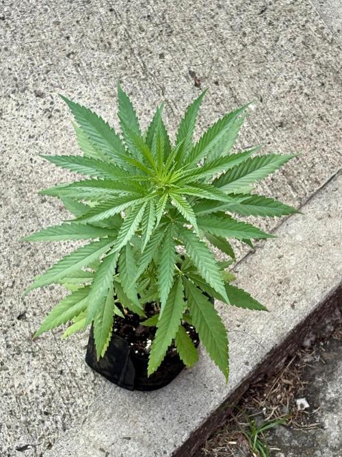 Sensi Skunk. Week 2