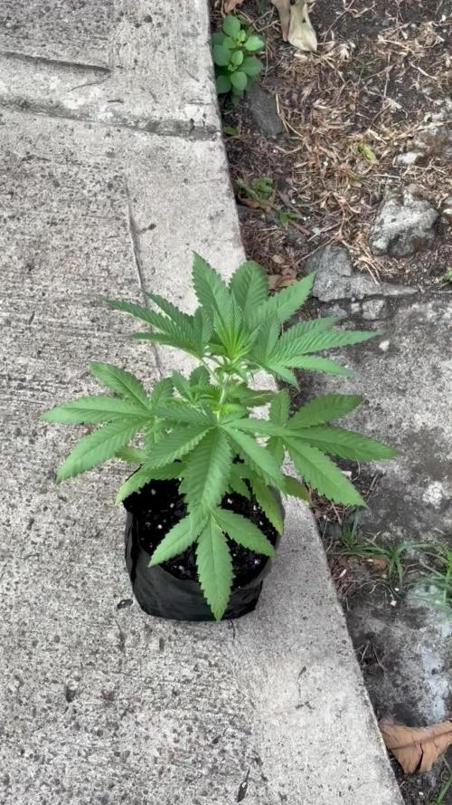Blue Skunk - 4/12/26