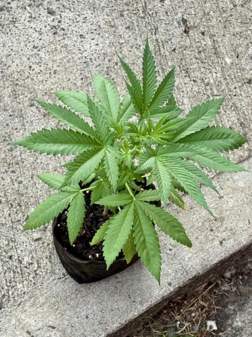 Blue Skunk - 4/12/26. Week 3