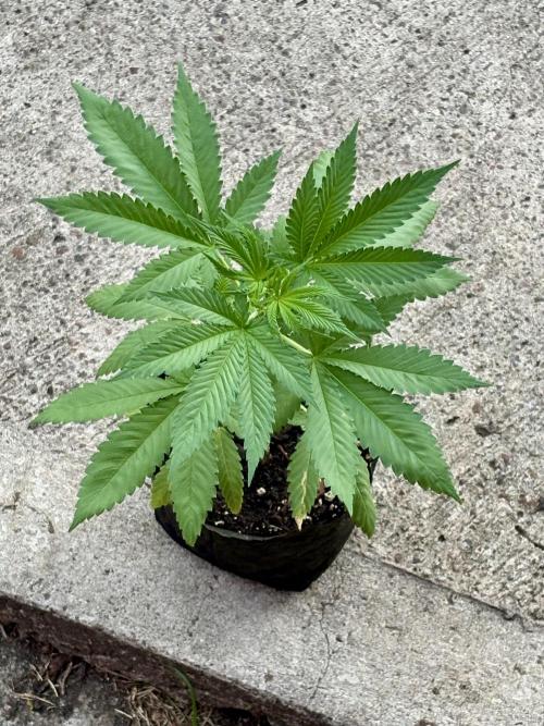 Blue Skunk - 4/12/26. Week 3