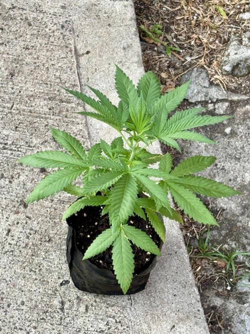 Blue Skunk - 4/12/26. Week 3