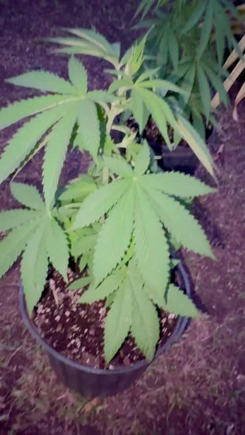 Blue Skunk - 4/12/26