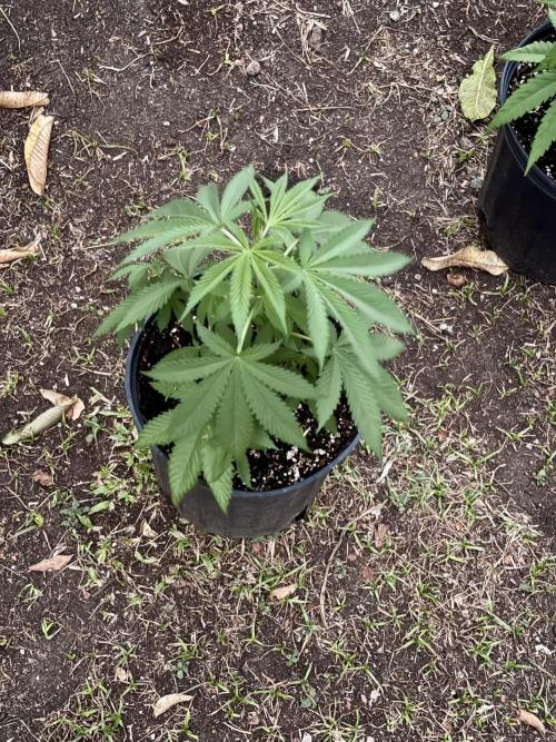 Blue Skunk - 4/12/26. Week 4