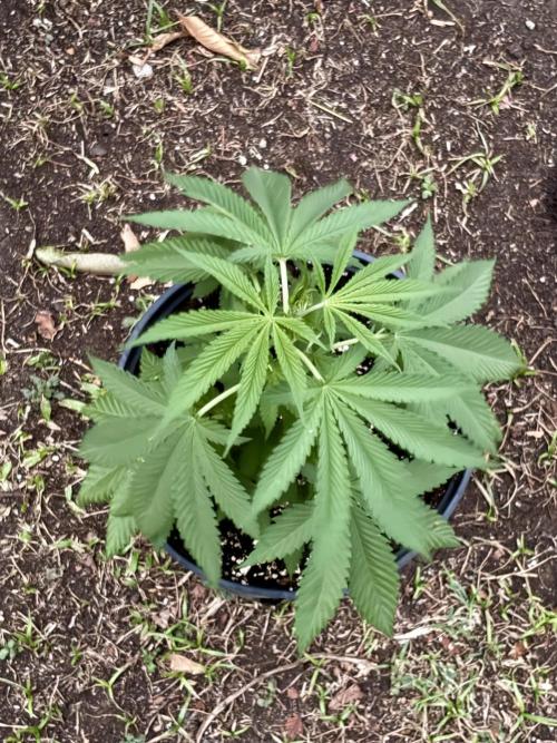 Blue Skunk - 4/12/26. Week 4