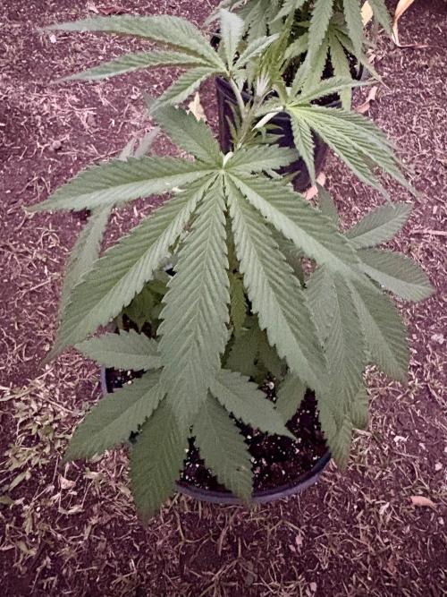 Blue Skunk - 4/12/26. Week 4