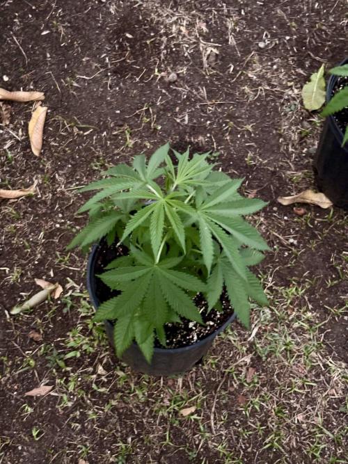 Blue Skunk - 4/12/26. Week 4