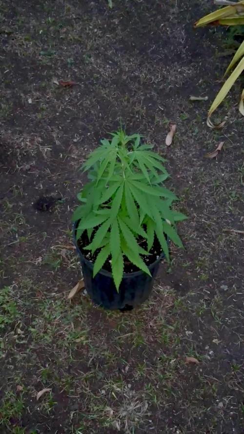 Skunk #1 - 4/20/26