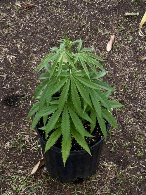 Skunk #1 - 4/20/26. Week 3