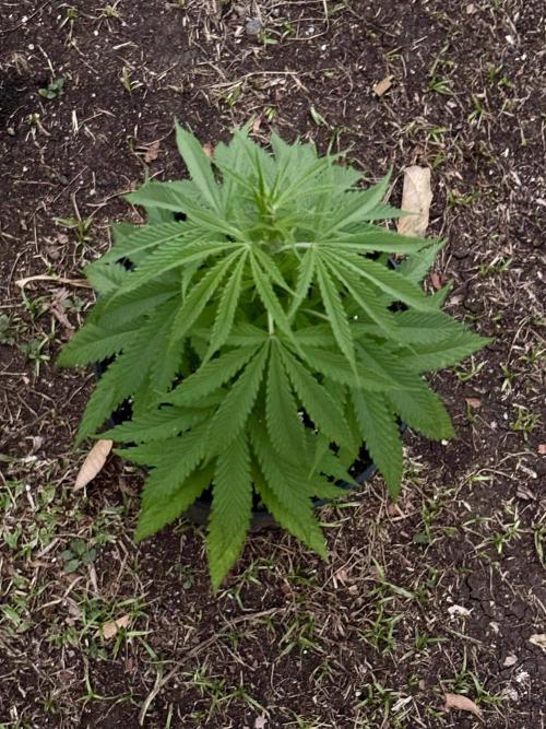 Skunk #1 - 4/20/26. Week 3