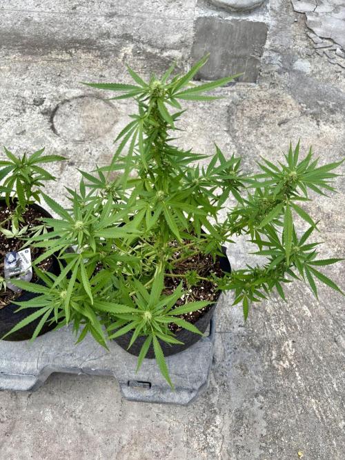 Panama Red - 2/22/26. Week 11