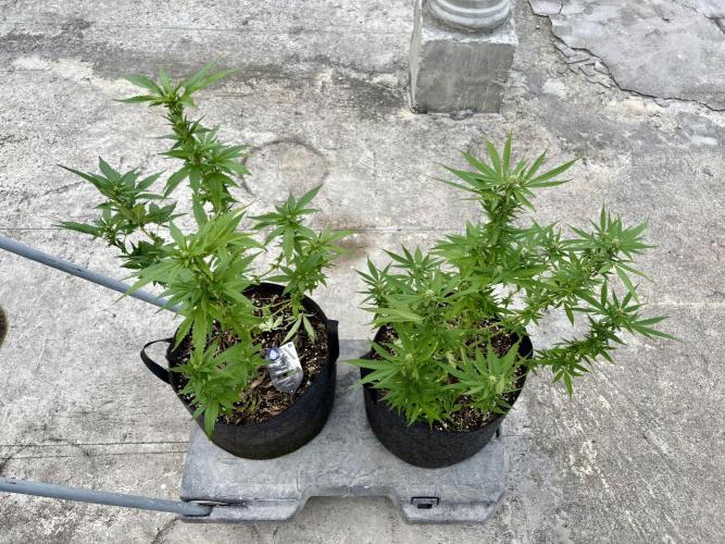 Panama Red - 2/22/26. Week 11