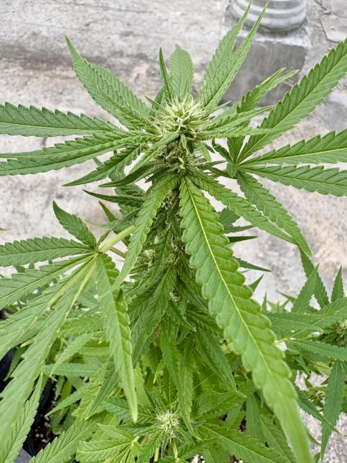 Panama Red - 2/22/26. Week 11