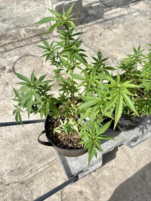 Panama Red - 2/22/26. Week 11