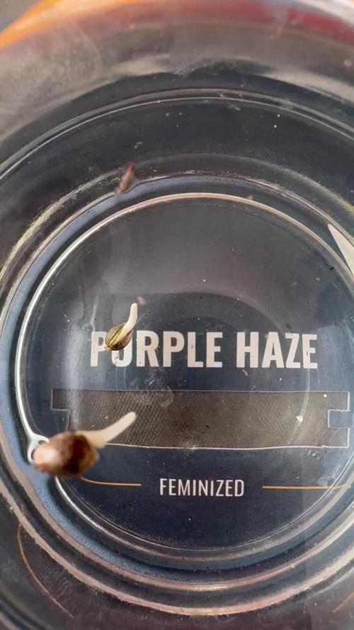 Purple Haze - 6/3/26