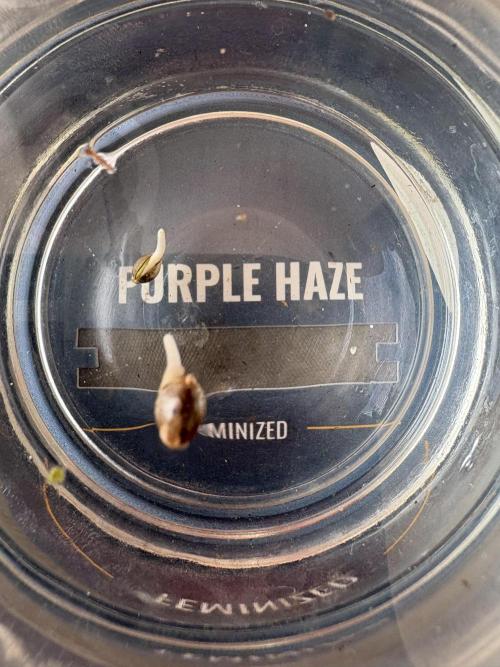 Purple Haze - 6/3/26. Week 0