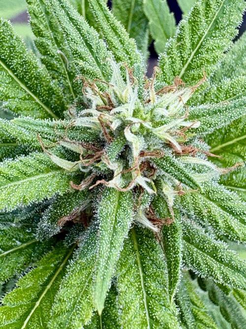 Panama Red - 2/22/26. Week 12