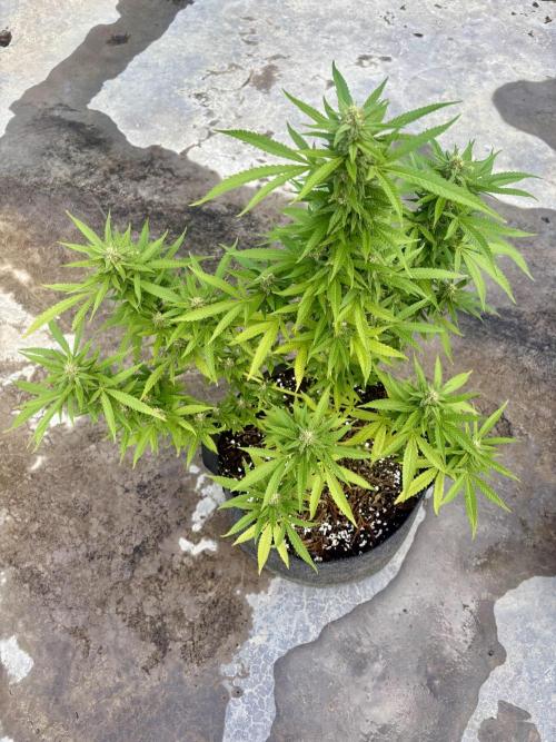 Panama Red - 2/22/26. Week 12