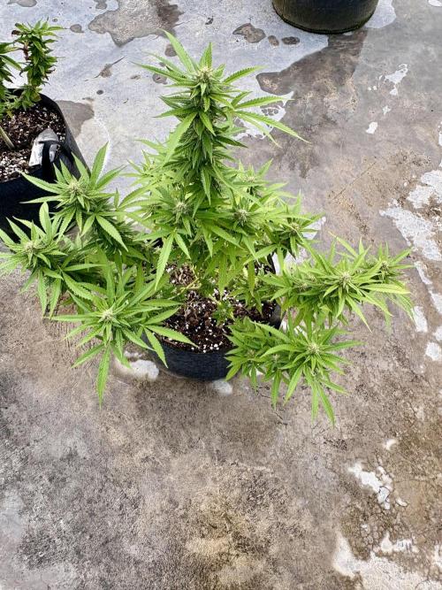 Panama Red - 2/22/26. Week 12