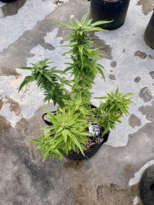 Panama Red - 2/22/26. Week 12