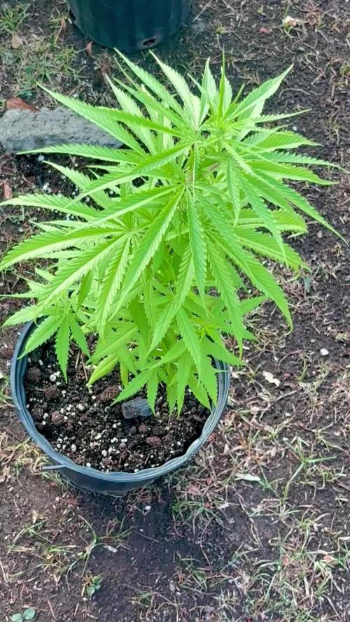 Skunk #1 - 4/20/26
