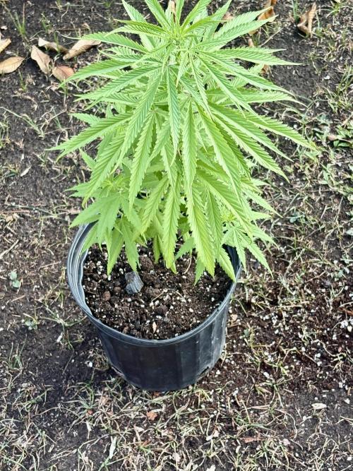 Skunk #1 - 4/20/26. Week 4