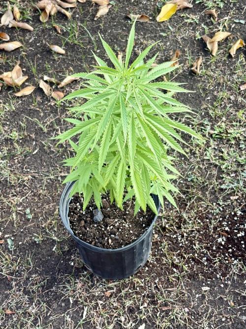 Skunk #1 - 4/20/26. Week 4