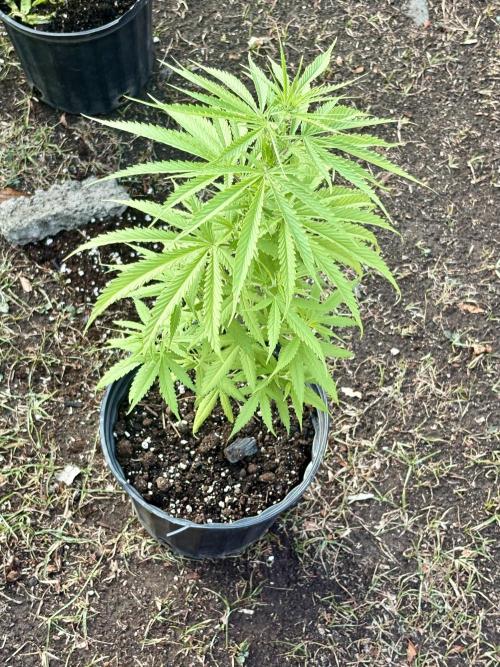 Skunk #1 - 4/20/26. Week 4