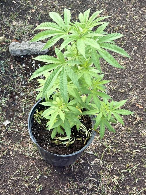 Blue Skunk - 4/12/26. Week 5