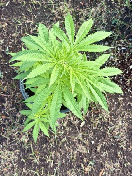Blue Skunk - 4/12/26. Week 5