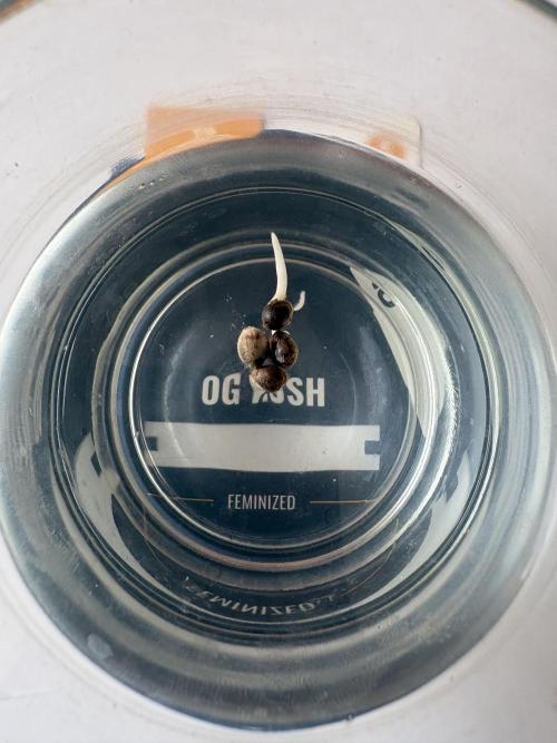 OG KUSH - 6/10/26. Week 0