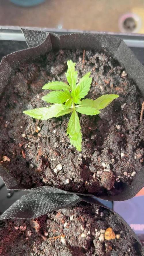 Purple Haze - 6/3/26